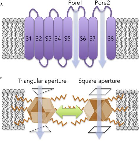 metal box for ion channels with multiple conductance states|Dynamic molecular portraits of ion.